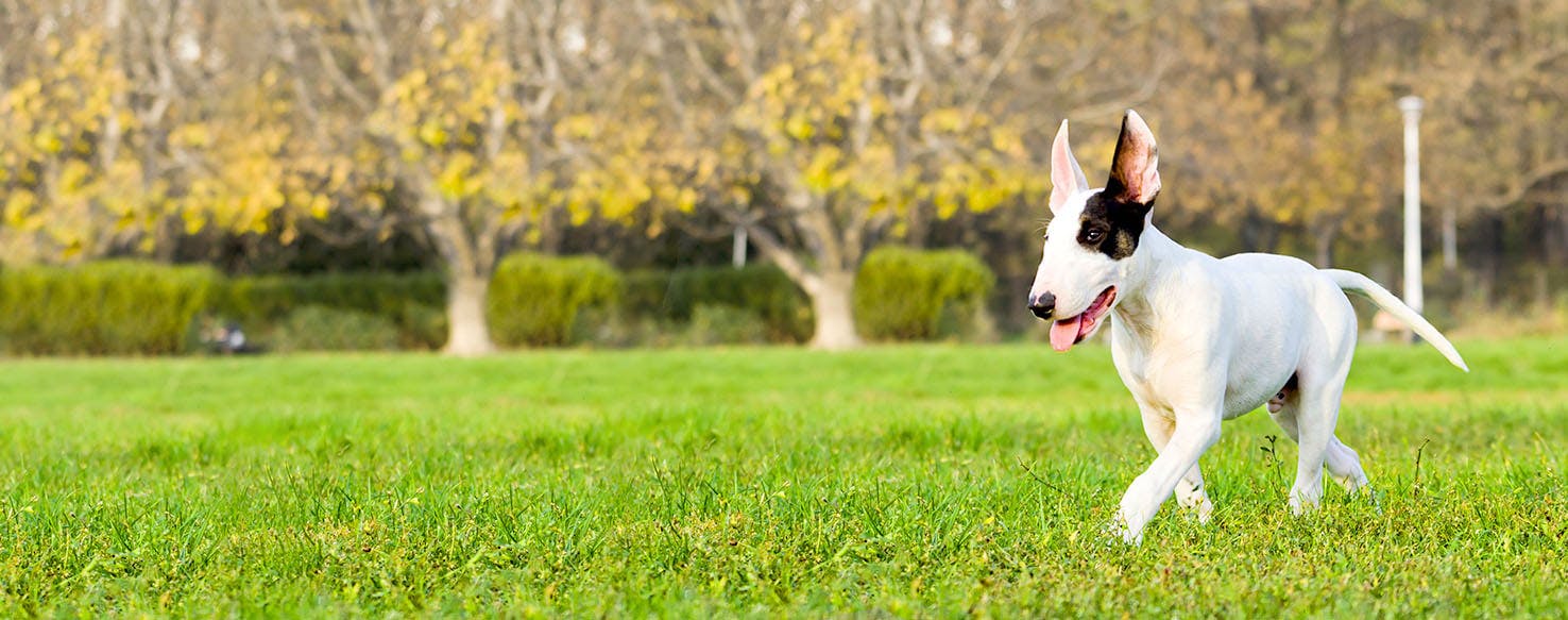 Bull Terrier Dog Names Popular Male and Female Names Wag!